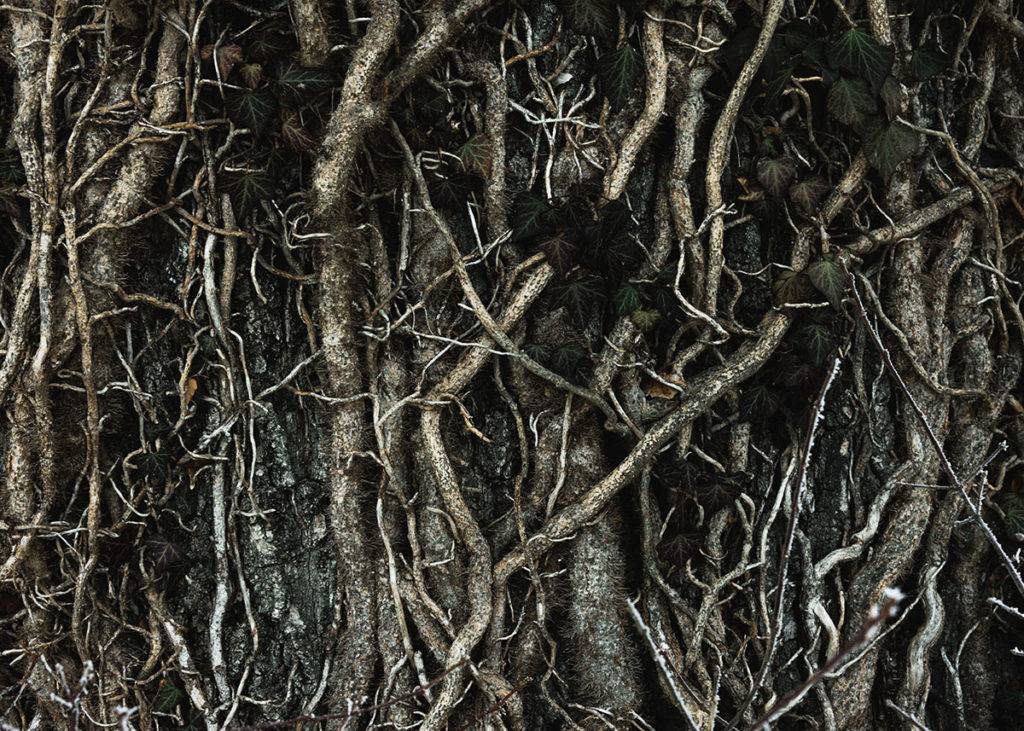Tree roots blocking drains
