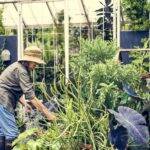 Woman gardening